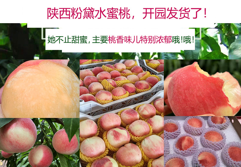 桃子 宣传图