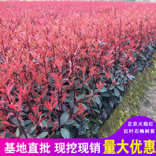 t~ʯ骘Gt_eͥԺļСhֲɫK