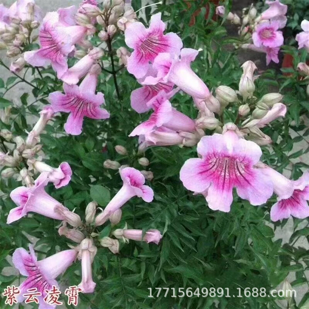 Розовый кемпсис Рассада Горшечные вьющихся растений Four Seasons Балкон Восхождение Фиолетовый Yun Vine Двор Морозостойкие ароматные цветы