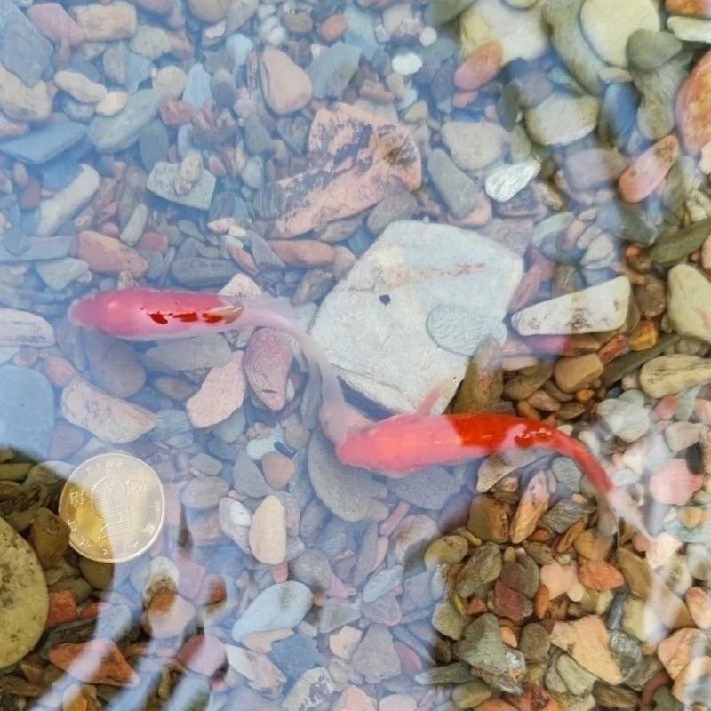 纯天然超细溪流石底砂鱼缸造景铺底石川藏溪流沙细沙|undefined