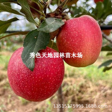 蘋果樹果苗特大嫁接紅富士庭院室外果樹南北方種植水果黃陵蘋果苗