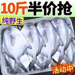 【顺丰】银鲳鱼特大深海新鲜鲜活海鲜冷冻深海白鲳鱼平鱼昌鱼新鲜