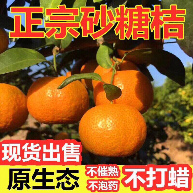 【金秋砂糖橘 爆甜化渣】高山种植非橙子5斤新鲜水果一件代发