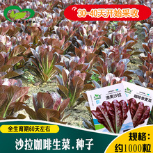 澳美沙拉生菜种子 农田菜园盆栽阳台蔬菜紫叶脆甜生菜籽易种