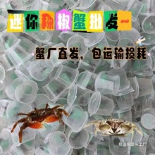 水族相手观赏蟹小螃蟹活批发蟹的寄居蟹摆摊迷你辣椒蟹