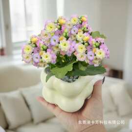彩虹糖长寿花多肉植物绿植花卉盆栽新手好养懒人办公室内桌面植物