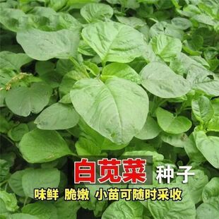 ���ڰ׈A�~�{�˷N�ӝh���߲˷N��ͥԺ�̨���Բ����������{�˷N��