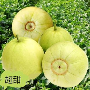 Super Sweet Melon Seeds Japanese Sweet Melon Seeds Extra Large Authentic White Seeds Spring All Year Round Fruit Seeds