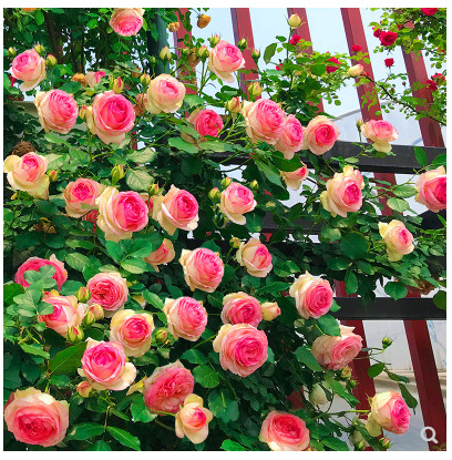 undefined3 Lonza gemstone Four seasons flowers and plants Potted plant Climbing roses Rose Flower seedlings Climbing Botany Chinese roseundefined