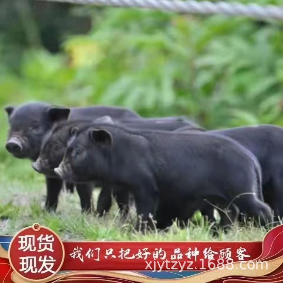 山林放养纯种藏香猪苗活体 藏香猪苗批发价格 四川藏香猪种猪