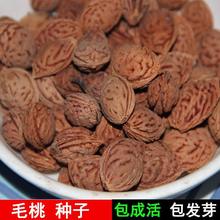 批发林木种子桃树种子 毛桃种子 山桃种子 大桃种子包发芽