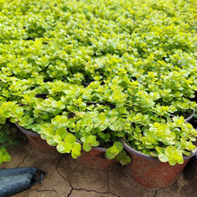 成都组合造景植物黄过路花境工程园林绿化地被苗木金叶