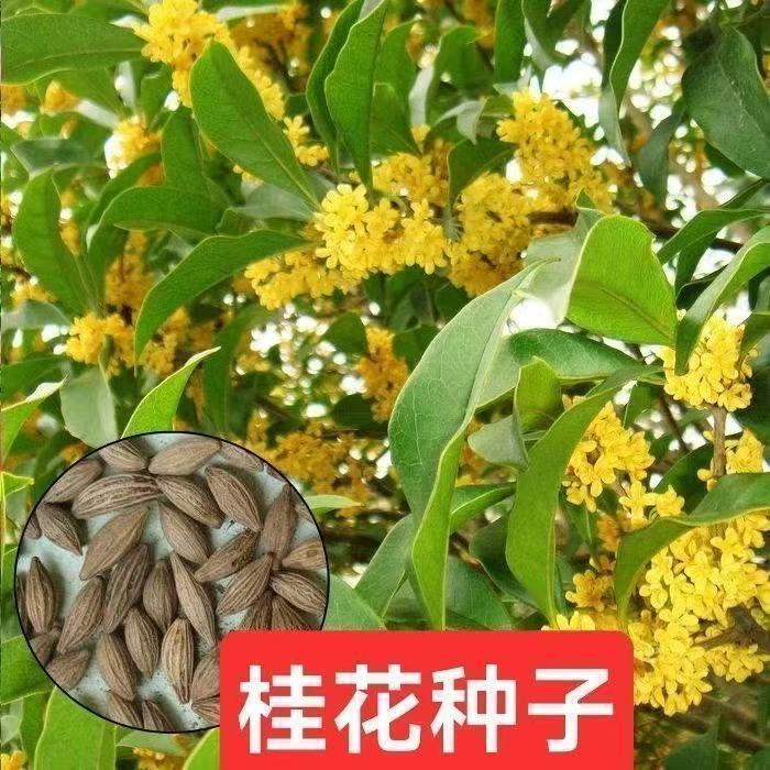桂花树种子 四季桂花种子 月月桂花树种子八月桂种子芳香绿化树种
