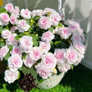 �ļ��_���ذ��P�ɻ��N������ͥԺ�G�����NҰ���M���̨���Ի���