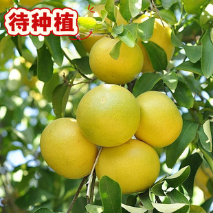 �����Nֲӆ�Ρ��V������ɳ�������������Ӯ����r��ˮ��ȫ��