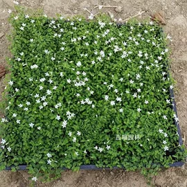 种子;其他园林植物;灌木