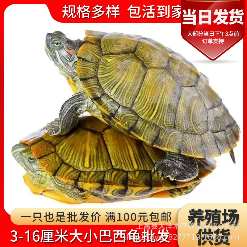 Большая черепаха живое золото бразильская черепаха живая пара черепаха счастливая черепаха красное ухо черепаха домашнее животное водная черепаха декоративная черепаха оптом