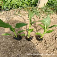 ˮ�����˽��������l�S�ۼt�����˽������˹���غӵ�ͦˮֲ��