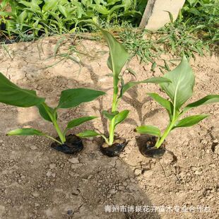 ˮ�����˽��������l�S�ۼt�����˽������˹���غӵ�ͦˮֲ��