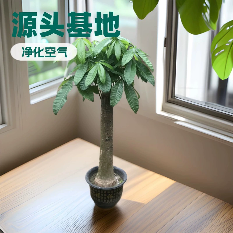 Исходная база долгосрочные поставки офисные листья для дома Зеленые посадки деревьев удачи однополюсные садовые цветы в горшках оптом