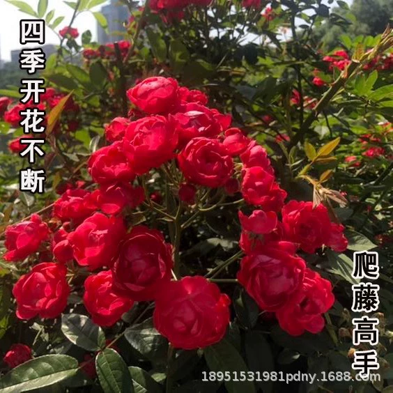 Желтое дерево, ароматные цветочные рассады, вьющиеся настенные растения, двор, морозостойкая виноградная лоза, роза в горшках, цветы, ароматные круглый год, белое и красное дерево, ароматное