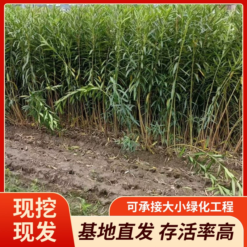 Производитель поставляет сафлор, желтые цветы, и клокасию 1-15 вилок высококачественной корневой системы, основание для веток ивы, персикового дерева оптом.