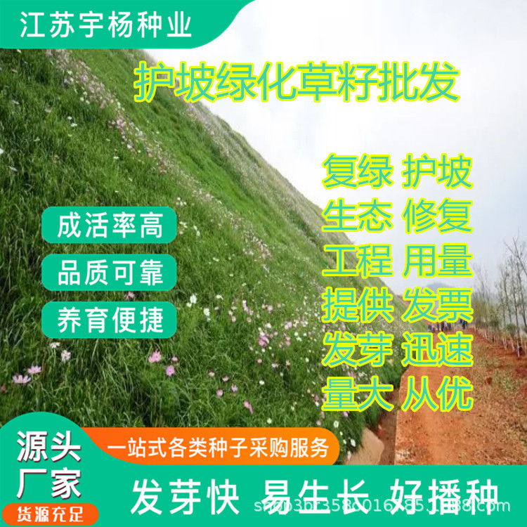 黑麦草种子厂家批发护坡草种子绿化草籽边坡草坪四季青复绿狗牙根