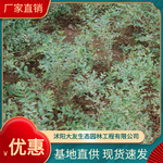 厂家直供银姬小蜡 银姬小蜡球 花叶女贞 银姬小蜡花卉货源充足