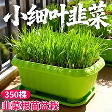 韭菜根苗现挖现发韭菜根老品种小叶韭菜根紫红根韭菜阳台韭菜盆栽