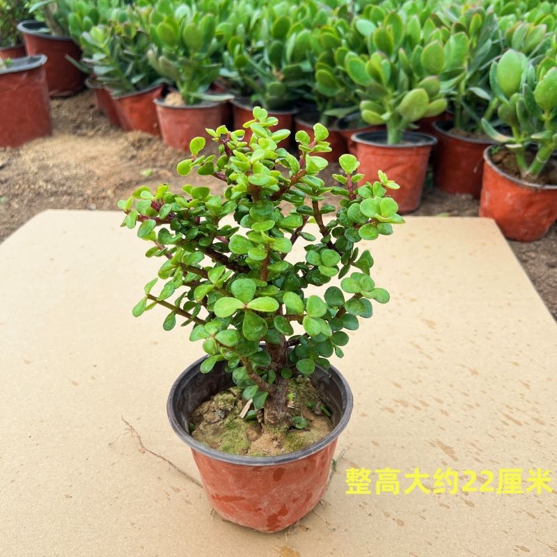 황금가지와 옥잎 1인분