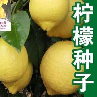 ˬ�ڙ��ʷN���S���ʙ���������ĸ���N��ͥԺ��@�Nֲ��Ҏ�N