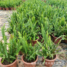 �Źǲ��IާС�籭�����Թ�������ͥԺ�@�־G�����������Թ�ľ��