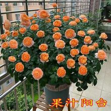 一件代发荷兰果汁阳台玫瑰花苗灌木月季露台盆栽花卉浓香室内绿植