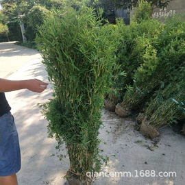 盆栽;种子;园林果树