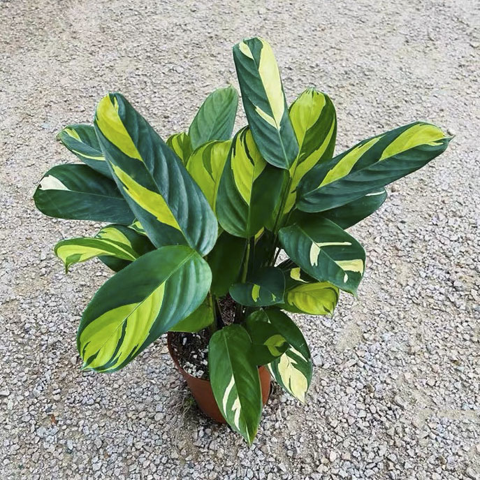 [작은 화분에 대한 추가 링크] 황금몽 대나무(배송이 용이한 플라스틱 화분)