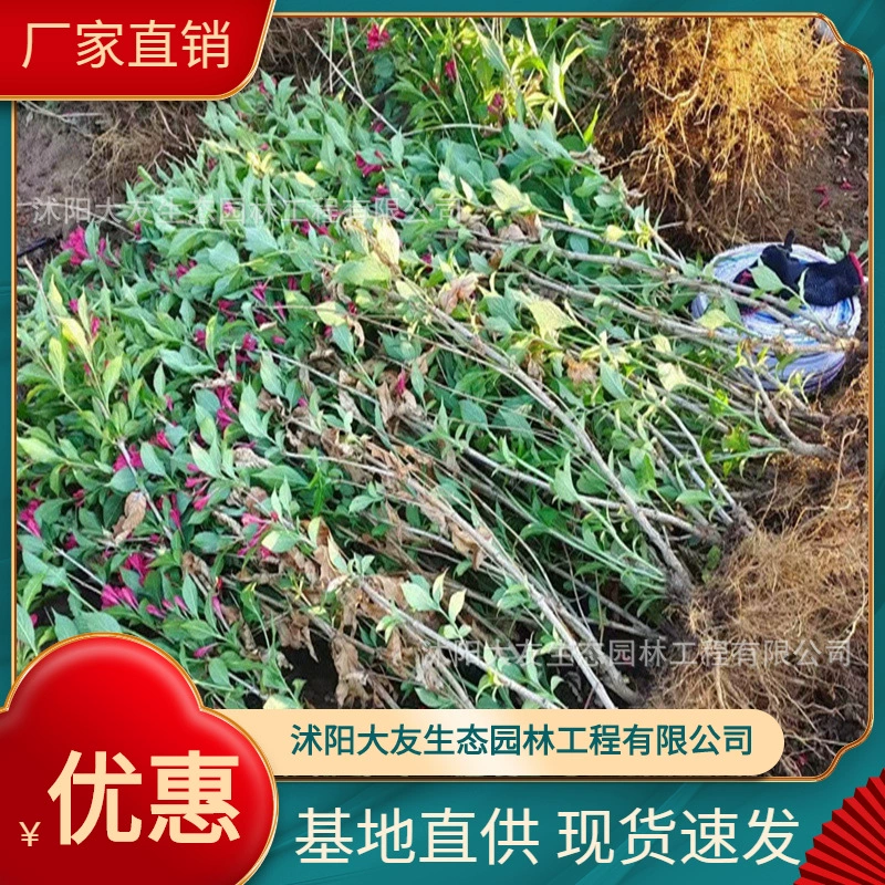 База оптом собственного производства Red Prince парчовый пояс рассада живописные места озеленение дорога садовая техника озеленение рассады