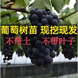 ꖹ�õ�����ј����������Ϸ��Nֲ����ͥԺ�ͺ�����޷�o�����ј�