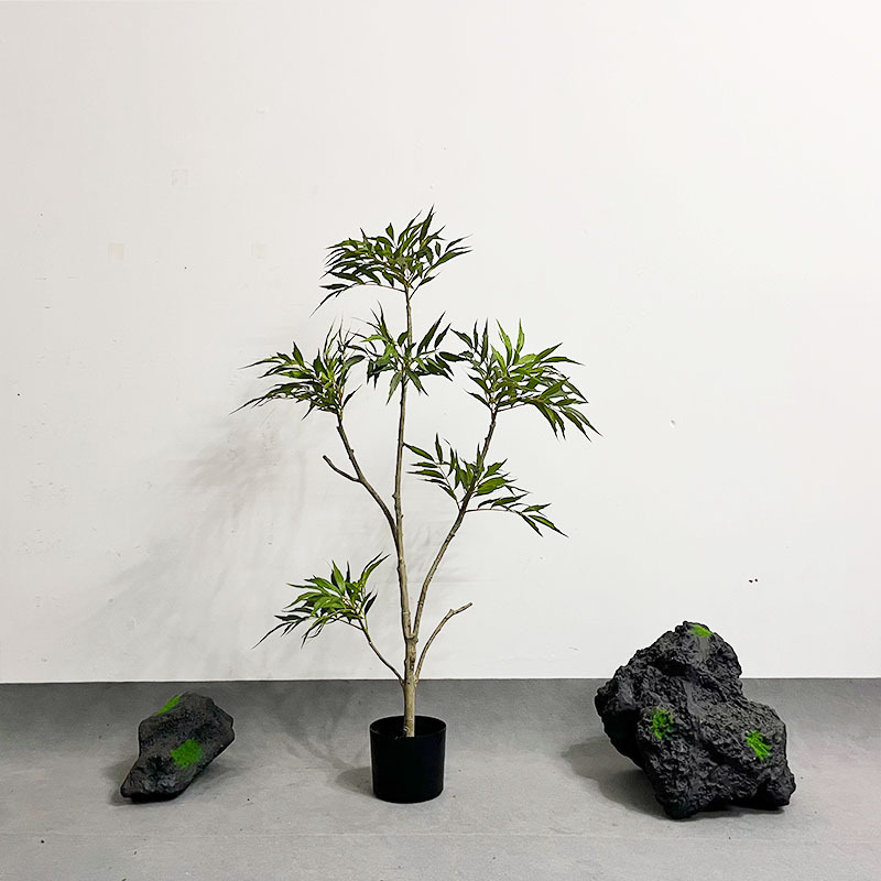 110 cm Huang Tianzhu