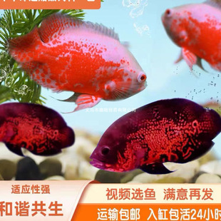 �ڰ׵؈D�~���i���~�t�W�^�~�y���~�д��͟Ꭷ��ˮ���~�^�p�~