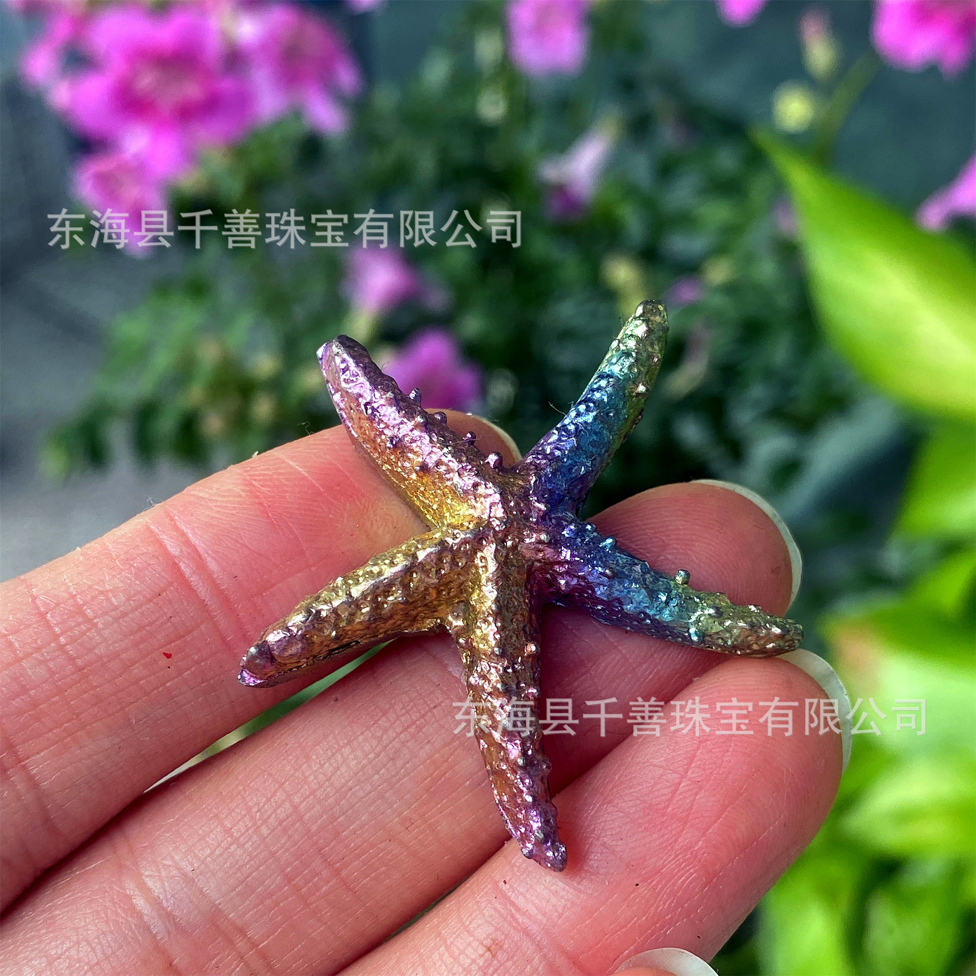 불가사리【4cm】