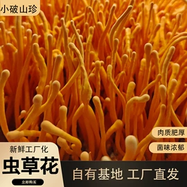 菌菇种苗;羊肚菌;温室、大棚