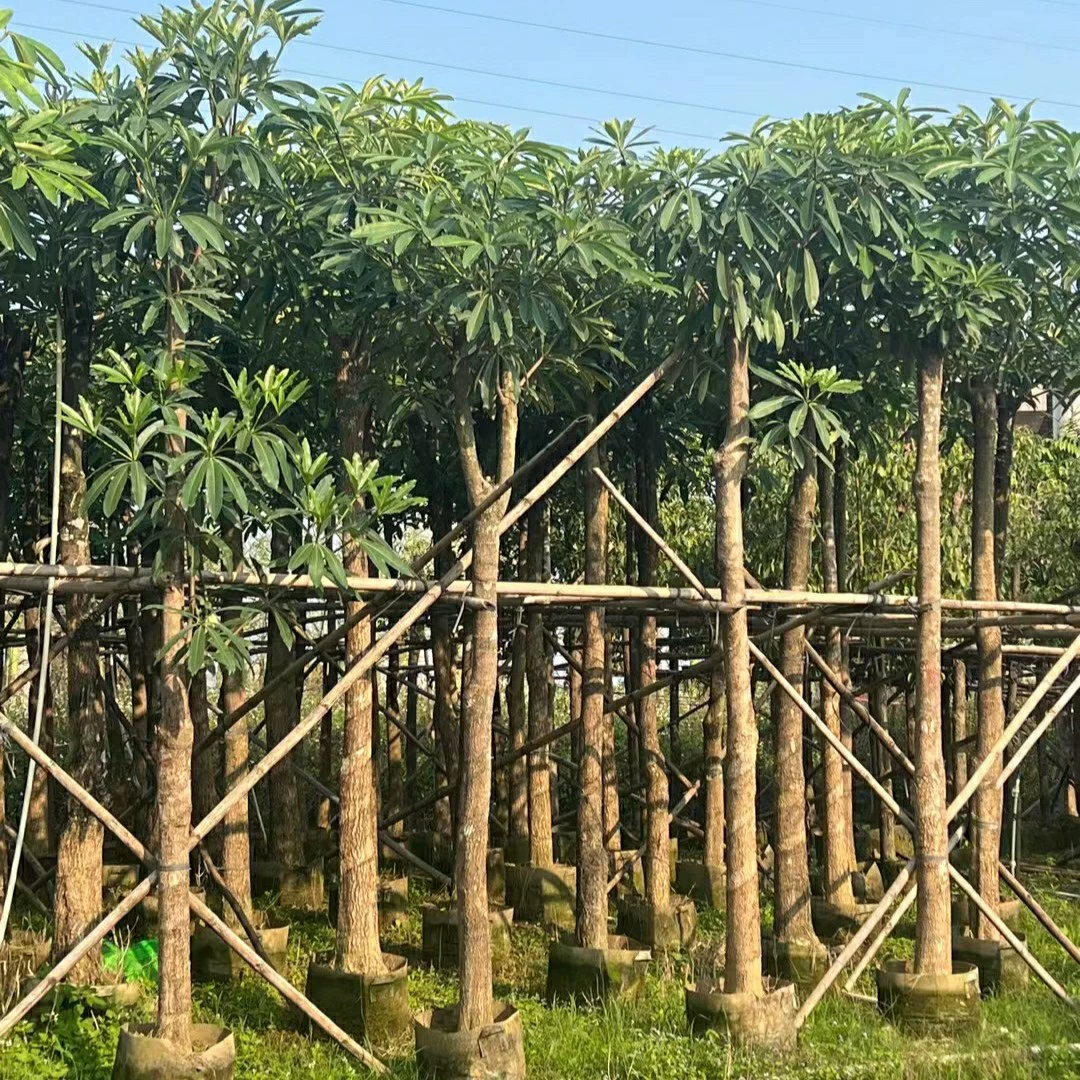 2303 база поставляет горшки 10-15 см мешки настольная лампа для доски дерева