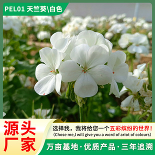 �S��ֱ�N�ļ��_�����ÿ������ذ����ÿ����N���̨ͥԺ��������