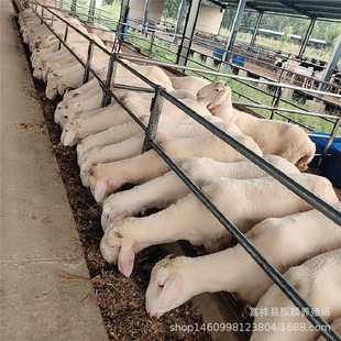 Сβ����ĸ�N�� Сβ����N���� ����С���Ʒ�N