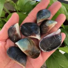 Ȼؐ{Oؐ{ɫؐ~ˮ쾰bҾӔ[YƷ