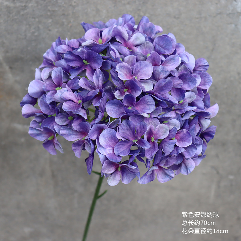 Hortensia Anna púrpura