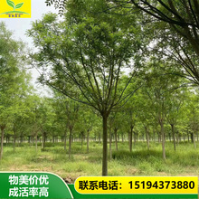 春熙农业供应12公分15公分16公分国槐树树形优美耐寒耐旱树姿美观