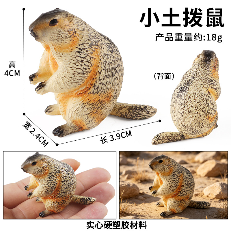 Pequeña marmota TB