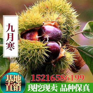 �޽Ӱ�������º����������Ϸ������Nֲ���������Ե����箔��Y��