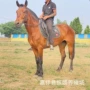 旅游景区观光骑乘马匹